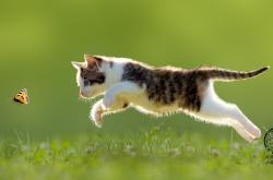 -库里一脚定江山，当世界杯之夜变成他的三分主场