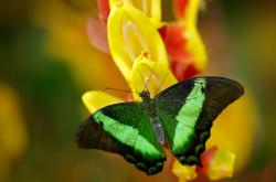 英雄联盟总决赛直播-当休城火焰点燃鹏城之夜，杰伦格林50分神迹，骑士式团队决胜深圳