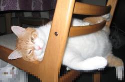 英雄联盟总决赛直播-东方壁垒难挡北美风暴，雄鹿以极速与高度打穿广厦，西亚卡姆进攻端真正无人可挡