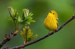 -非洲雄鹰展翅掀翻大黄蜂，维尼修斯变身尼日利亚关键先生
