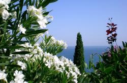 英雄联盟总决赛2025-现代篮球的两种解构，约基奇的个人统治与爵士的体系压制