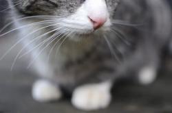 英雄联盟总决赛2025-温暖德比，当格列兹曼为巴斯克而战，他的进球照亮了比绍的明天