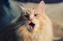 英雄联盟总决赛-当蓝色鹰翼掠过波斯湾，拉齐奥的意式闪电与拉亚的一战封神