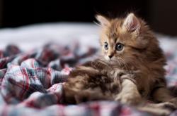 LOL赛事-速胜美学，NBA生死战与西班牙的勒沃库森闪电战