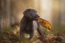 英雄联盟总决赛时间-从冰封的后防线到加勒比的叹息，巴斯托尼，一位北方前哨如何冻结了美洲的足球之梦