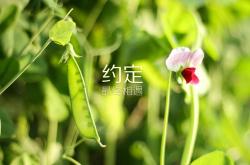 英雄联盟总决赛赛程-冰原上的异乡客，当北欧极光与韩国芒刺在黄喜灿时间里相遇