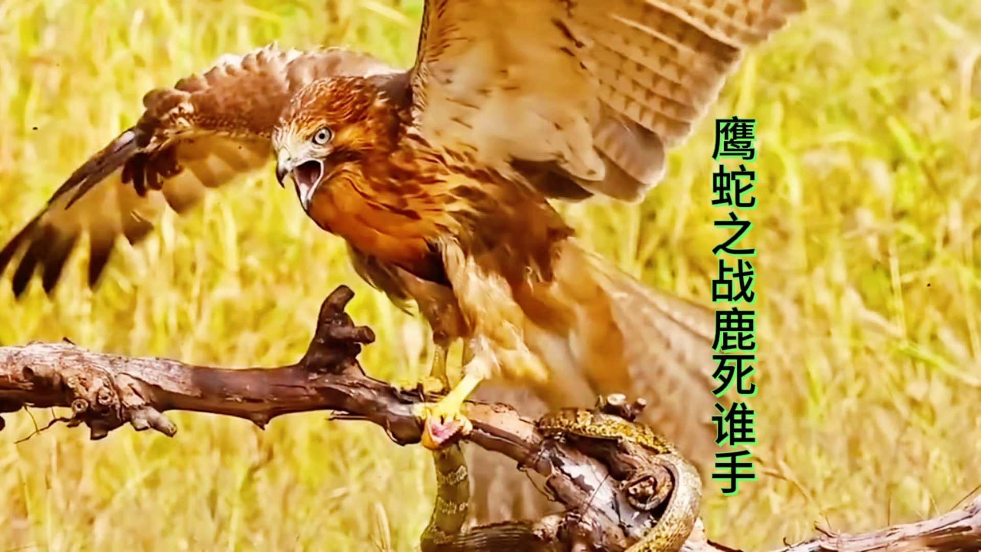 雄鹿大胜老鹰，继续保持良好状态的简单介绍