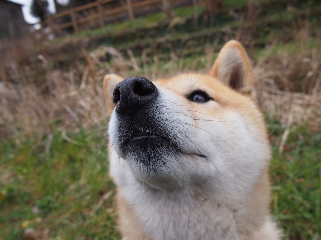 钢铁洪流与精密仪器,赖斯如何用压制哲学终结德甲狂飙