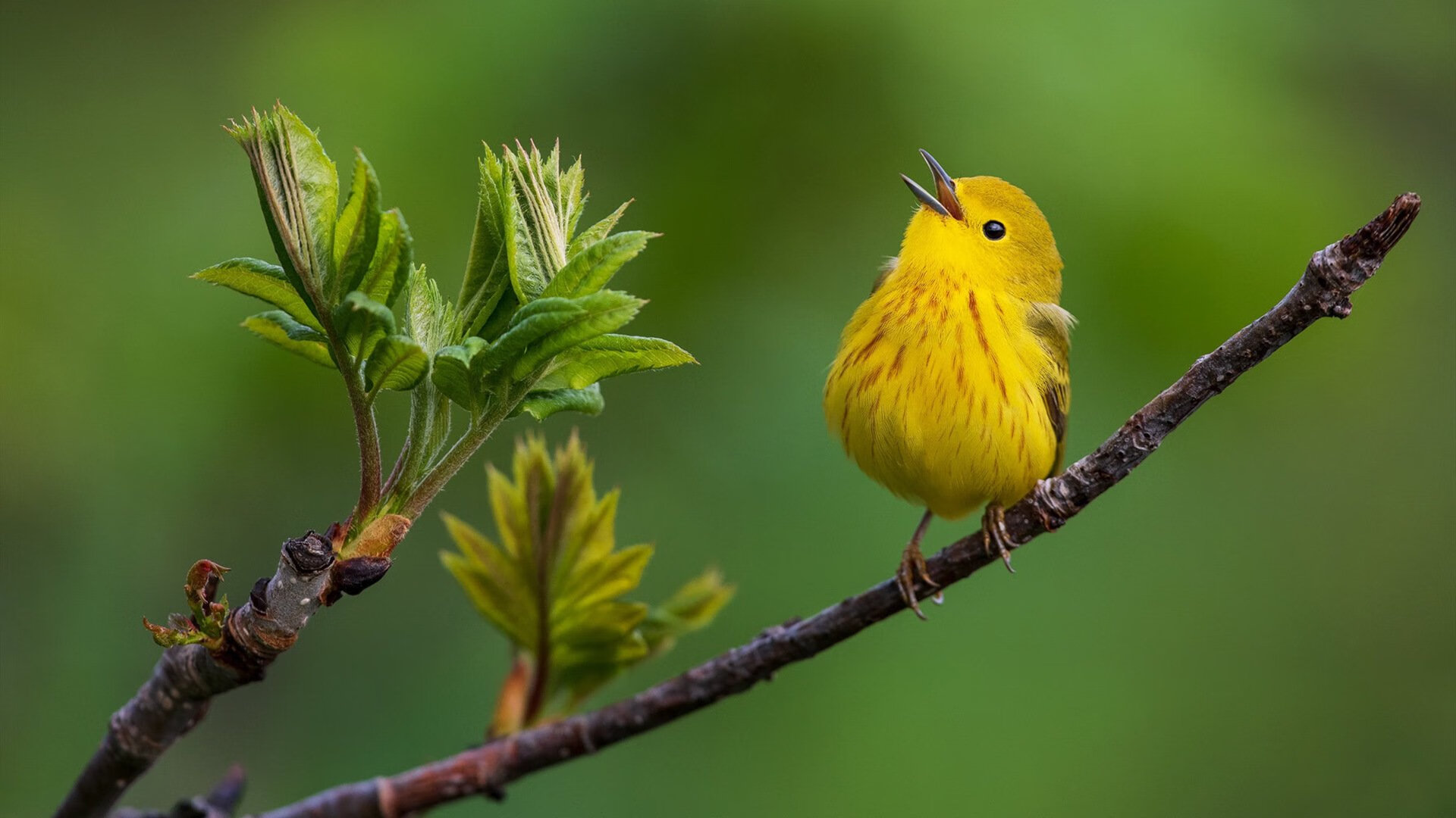 金字塔下的逆袭,突尼斯关键战零封埃及,奥运门票触手可及
