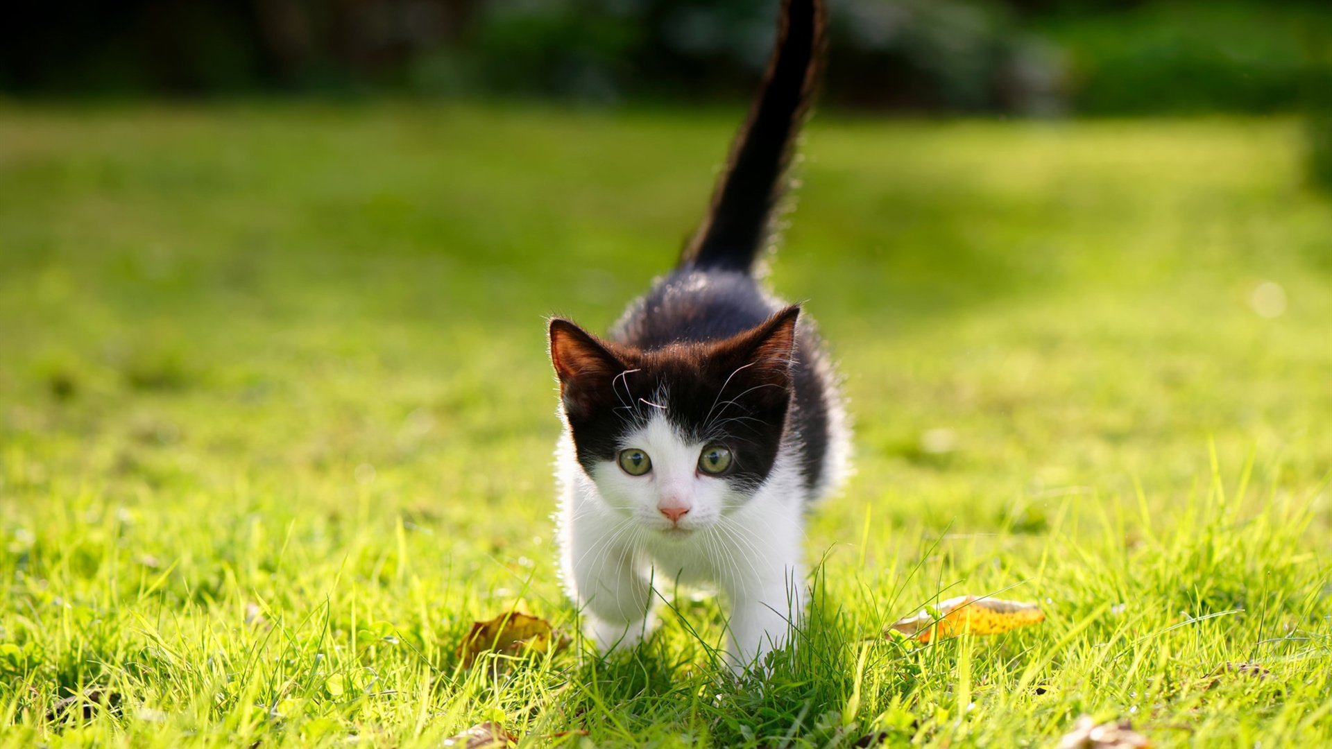 魔幻现实之夜，当英超争冠的语境中，北京队击败了吉林队