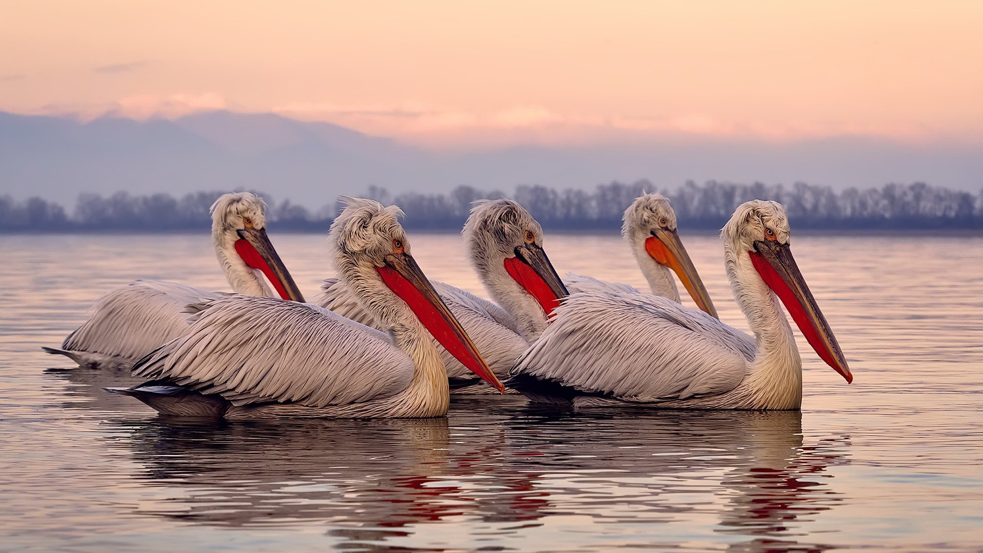 关键时刻弗拉霍维奇站出来，助荷兰踏平喀麦隆