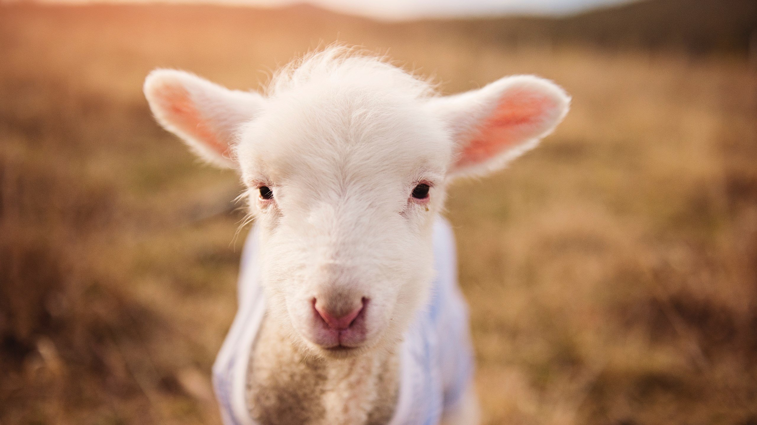 不朽的聚焦,当深圳队与凯尔特人书写冰与火的诗篇