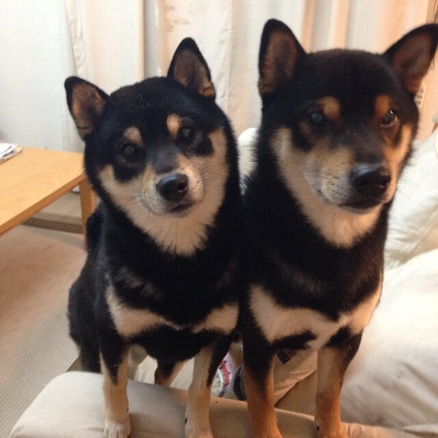 未来哨响的瞬间，硬仗之王的回声，当尼日利亚女足跨过爱尔兰，加克波看见了自己