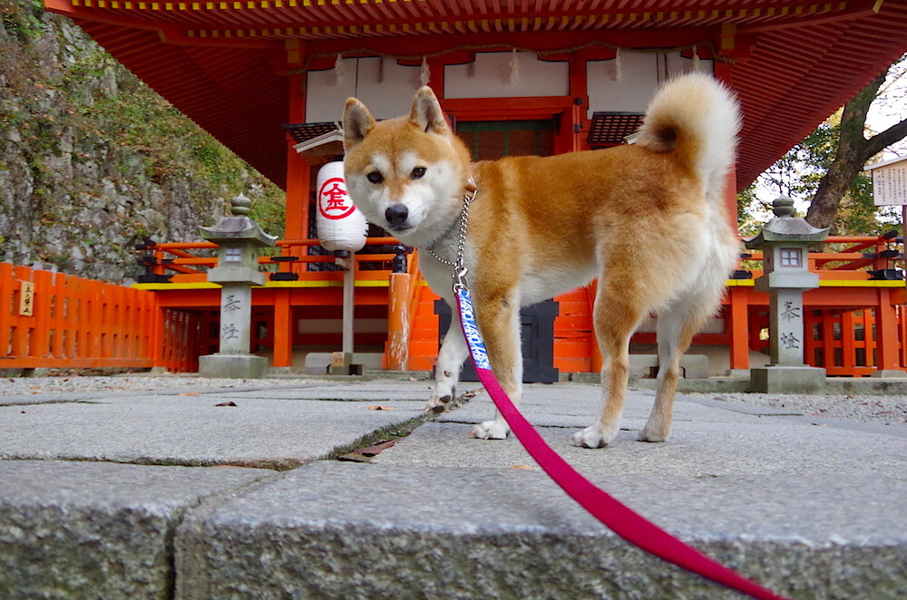 当蜂王指挥东方狮群，传统控卫的黄昏，何以在杭州照亮胜利？