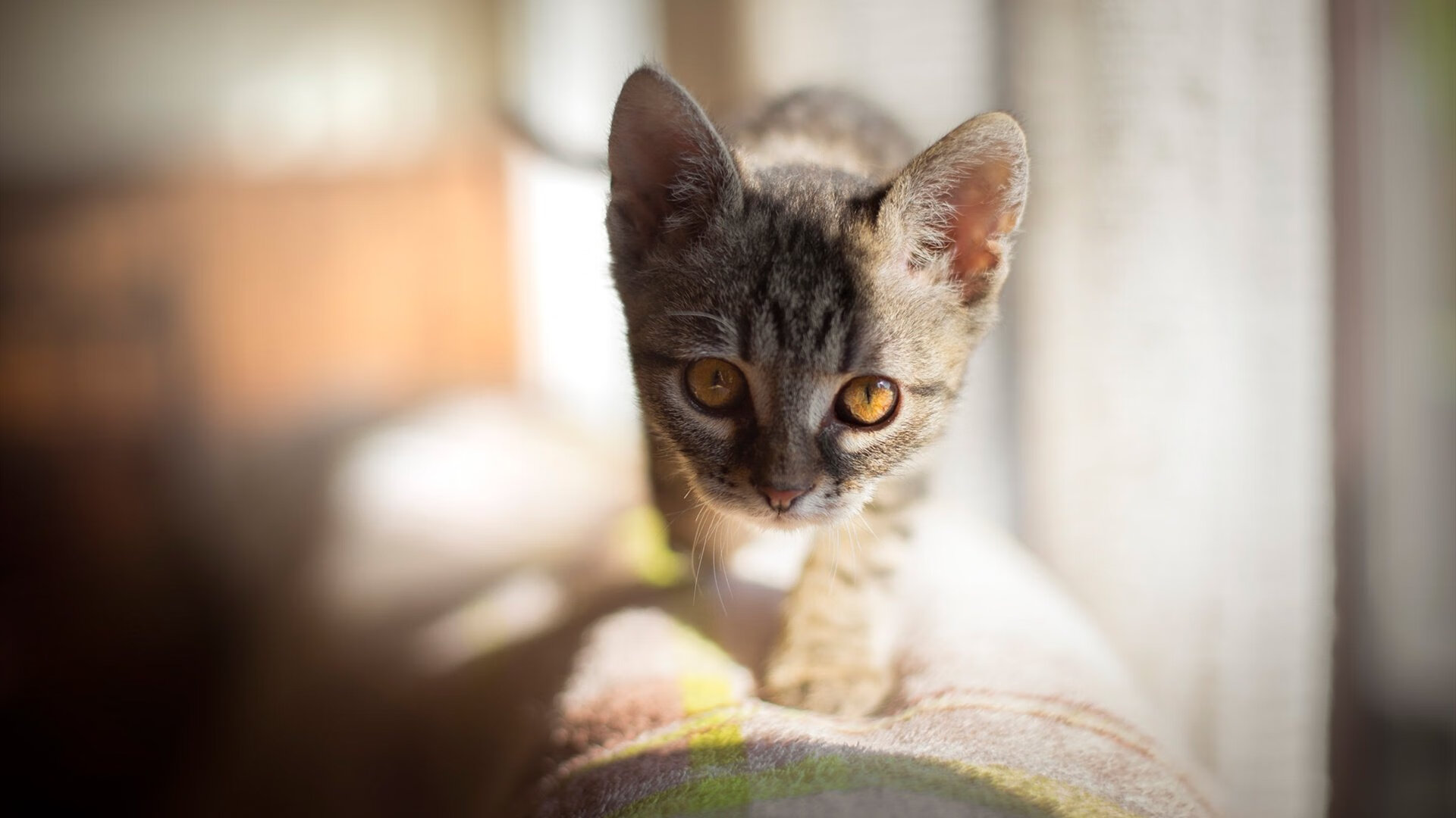 国王降临,布克在意甲焦点战中粉碎骑士接管比赛