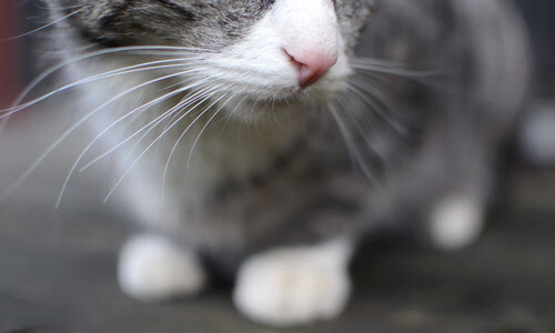 温暖德比,当格列兹曼为巴斯克而战,他的进球照亮了比绍的明天