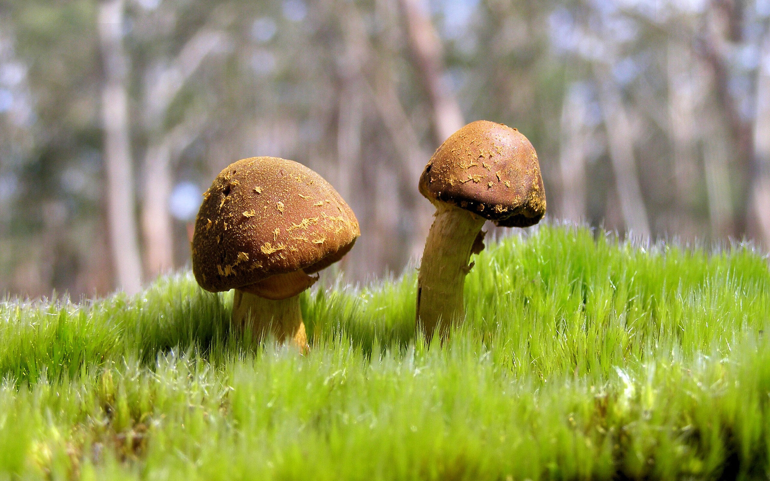 当蓝色鹰翼掠过波斯湾，拉齐奥的意式闪电与拉亚的一战封神