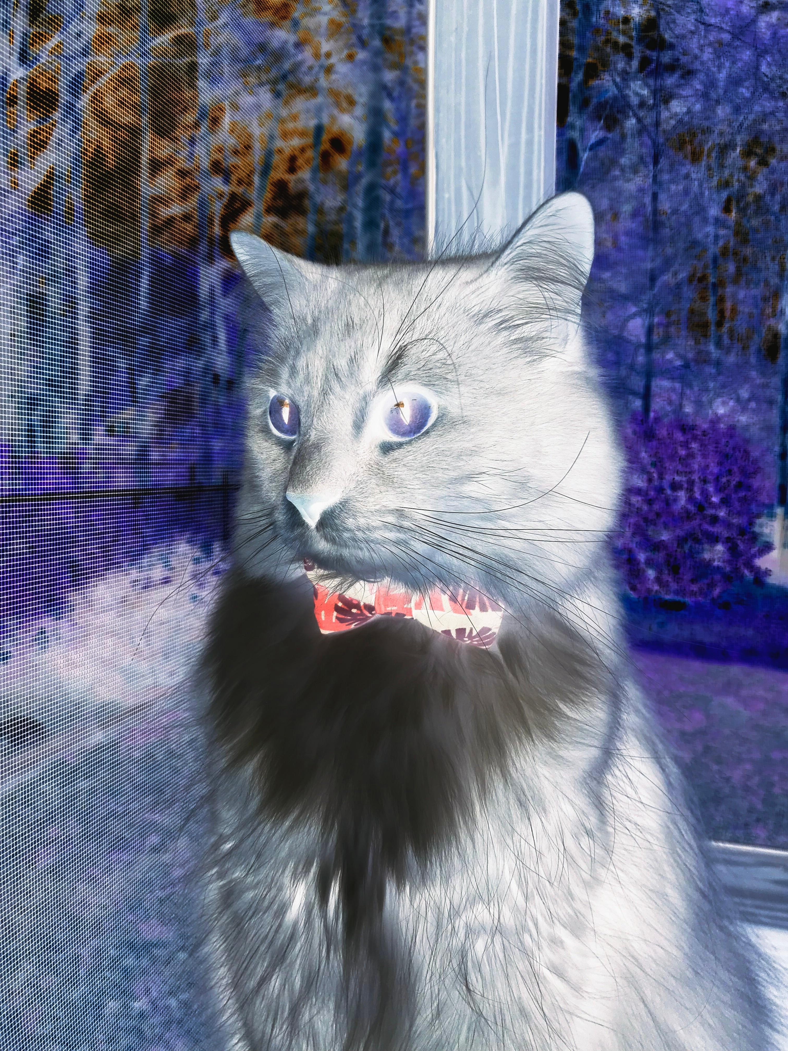 阿拉巴的铁血与灵光，一己之力刺穿彩虹