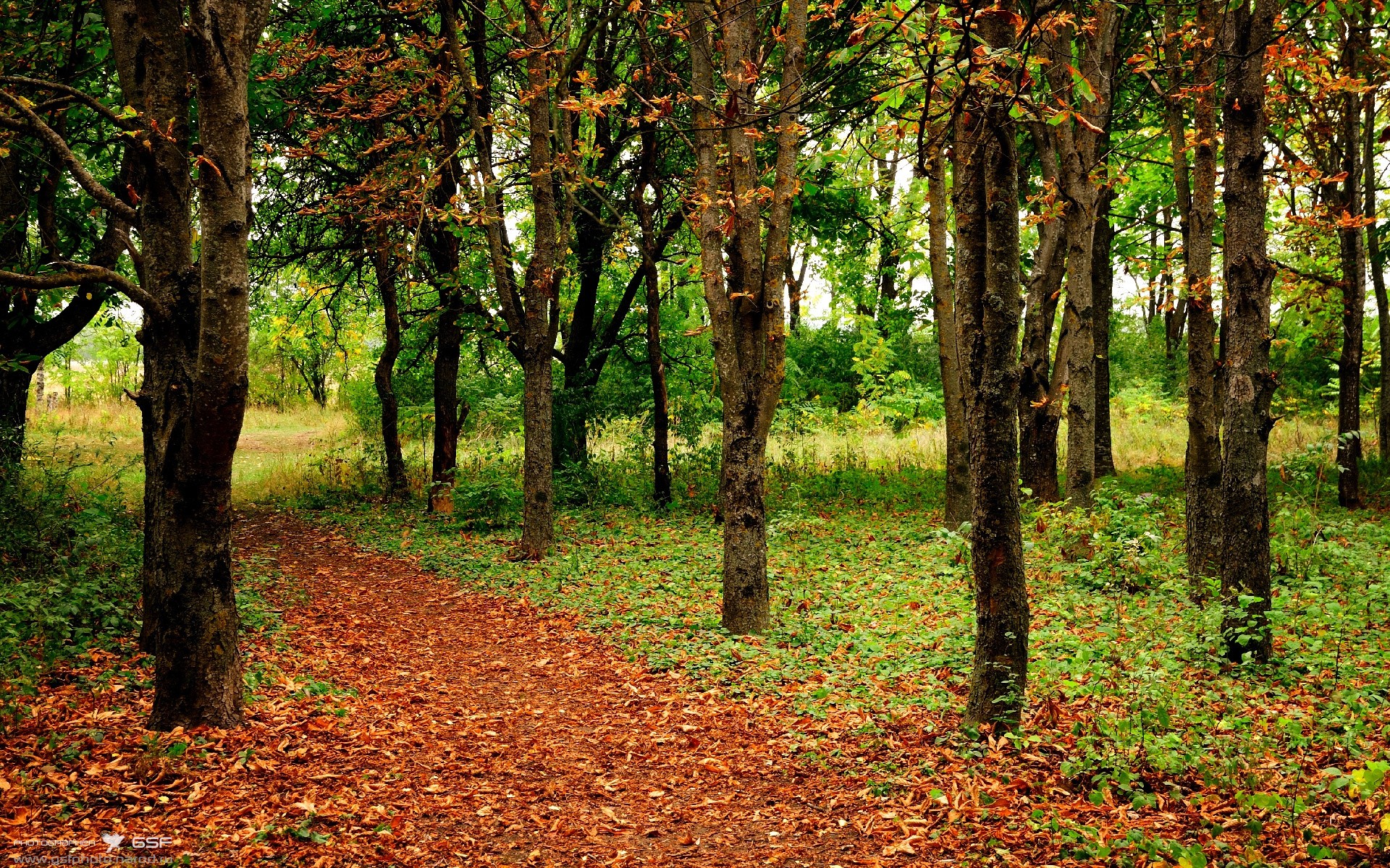 加维一锤定音，伊拉克淘汰赛逆袭澳大利亚，关键先生诞生记