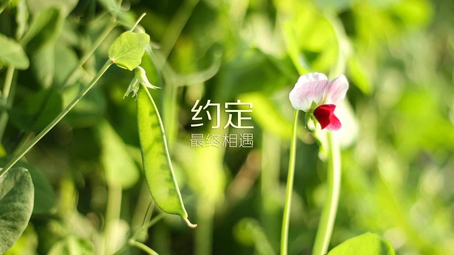 冰原上的异乡客，当北欧极光与韩国芒刺在黄喜灿时间里相遇