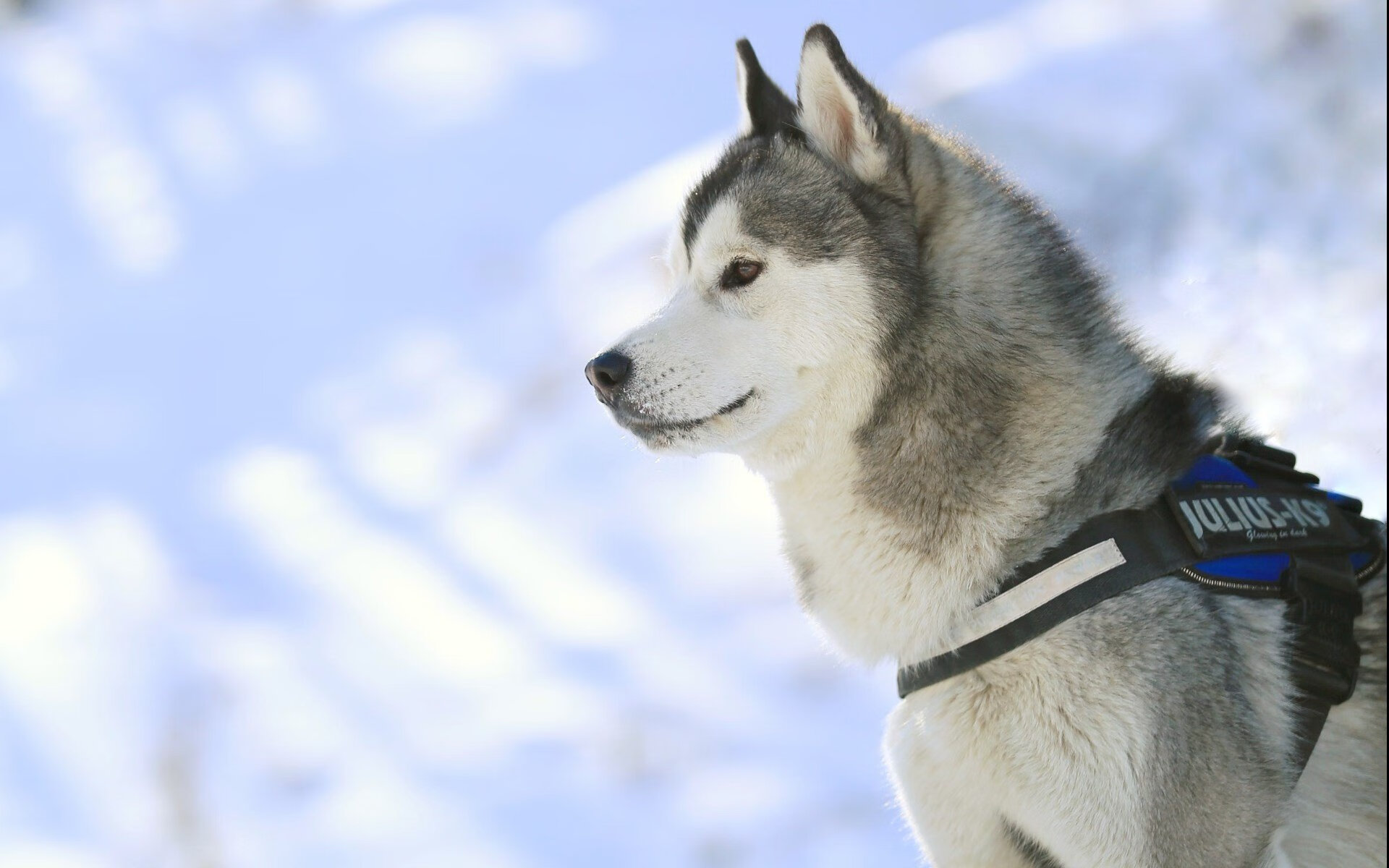 绝地反击，当巴尔干雄鹰撕碎高原之巅—世界杯头名之争的萨内时刻
