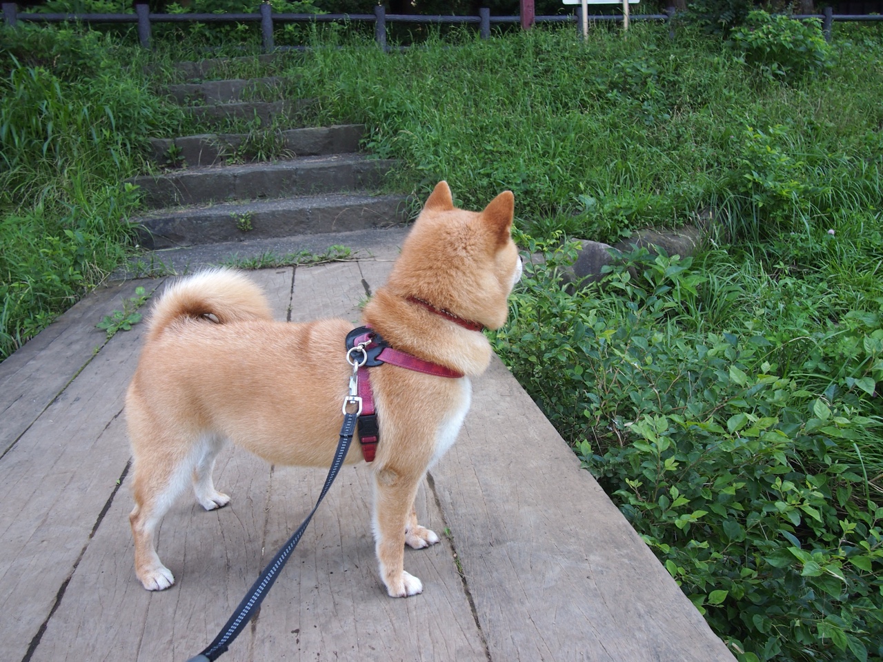 唯一的方向,2026世界杯四分之一决赛,秘鲁风暴席卷厄瓜多尔,哈基米点亮南美之夜